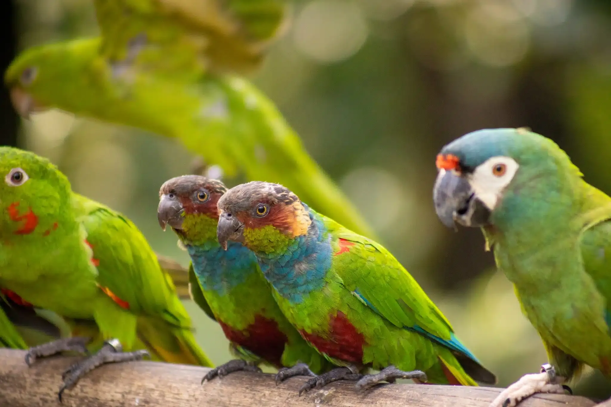 Parque das Aves